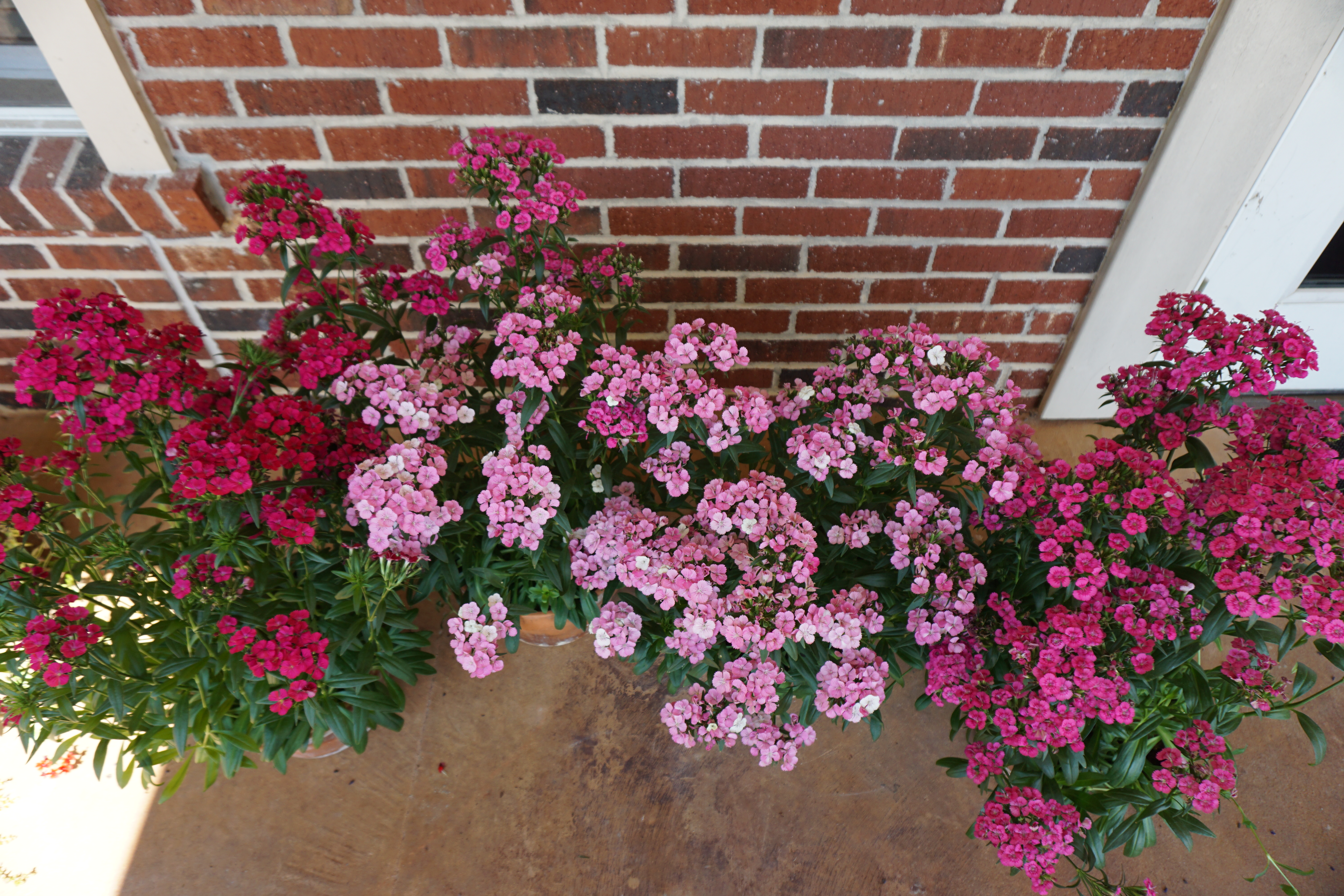 Jolt Cherry dianthus- pink magic - pink jeb fieldsJPG